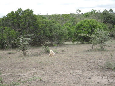 First Albino Baboon