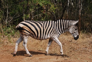 Südafrika229