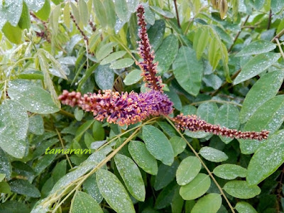 Аморфа кустарниковая (Amorpha fruticosa)