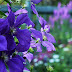 Our Late August Garden