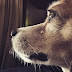 Do Dogs Remember Their Previous Owners?