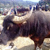 Buffalo market in Vietnam's northern moutain