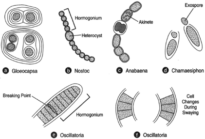 Hormogonium microgist Hormogonium microgist