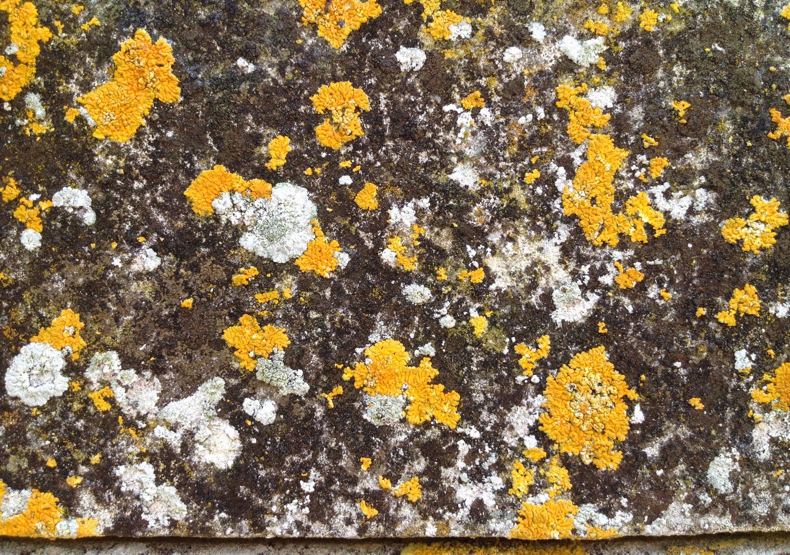 Lichen