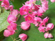 Colancho flowers look like little hanging lanterns.