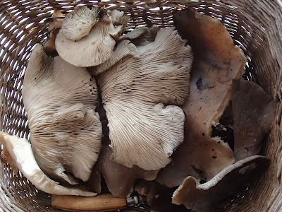 zimowe grzybobranie, grzyby zimowe, grzyby w listopadzie, grzybobranie w listopadzie, boczniak ostrygowaty, Pleurotus ostreatus