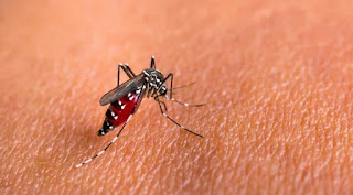 dengue fever, causes, symptoms, and natural treatments