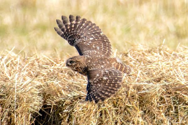 Little owl