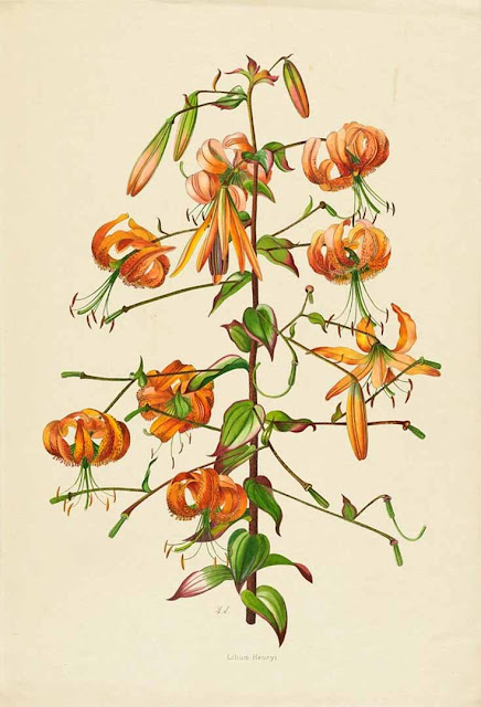 Лилия Генри (Lilium henryi)