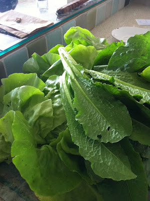 Yes, those are insect holes.  We don't use chemical insecticides so sometimes we end up sharing our produce!