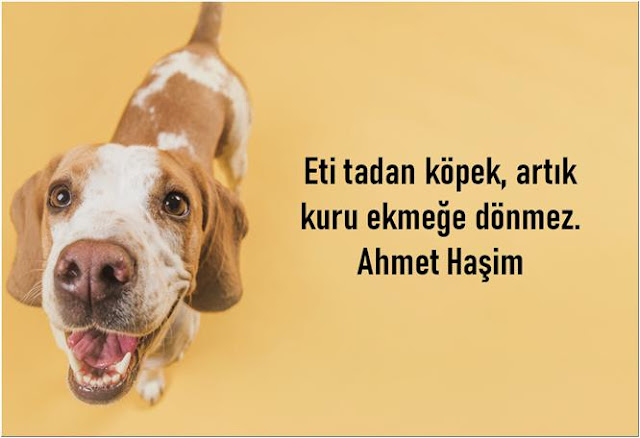 köpekle ilgili sözler