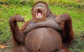 Funny animals of the week - 21 February 2014 (40 pics), big orangutan yawning