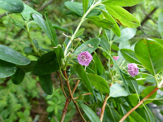 Flore des tourbières 