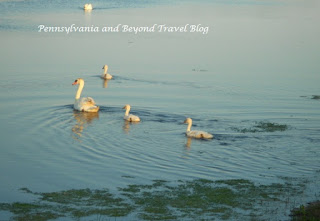 The Nature Conservancy South Cape May Meadows