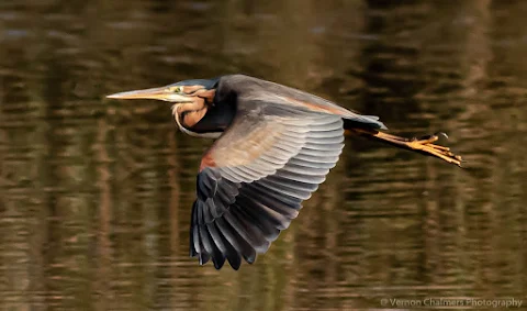 Purple Heron in Flight Diep River Woodbridge Island Vernon Chalmers Photography