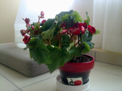 Begonia Elatior