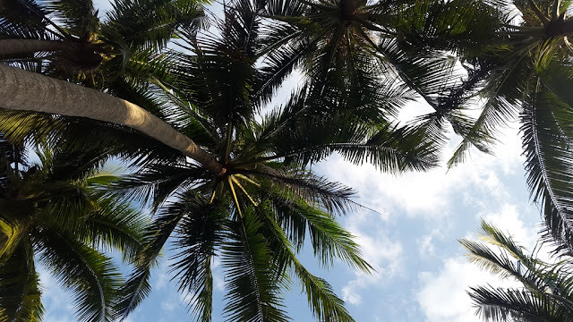 Palm trees at Cua Dai beach, Hoi An