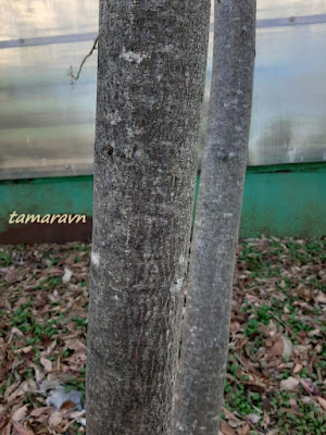 Сумах китайский (Rhus chinensis)