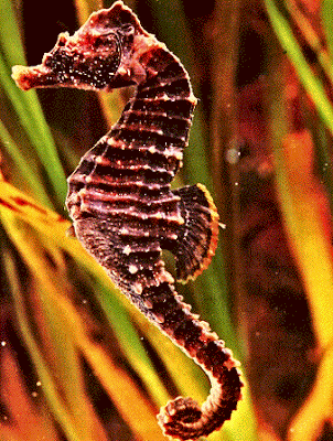 Seahorse