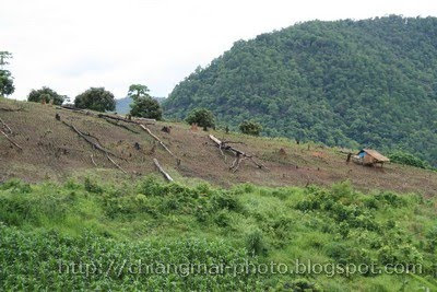 Chaingmai  Hiking travel through a forest Part II