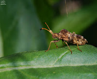 Chinche de las calabazas (Coreus marginatus)