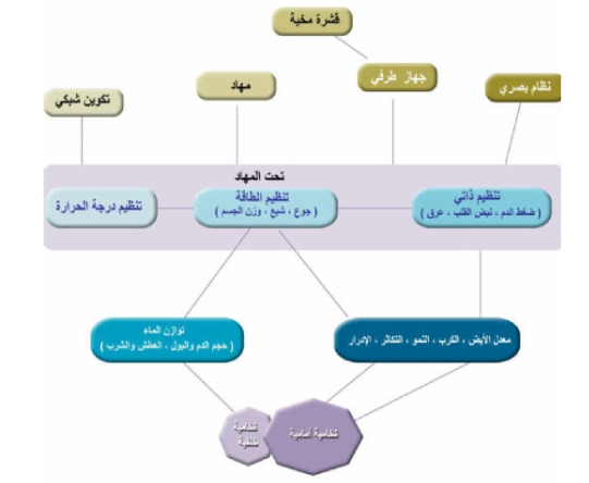 الشكل 14-13: أثر المراكز الحسية المتقدمة على تحت المهاد وعلى النخامية الأمامية ويبدو واضحا أثر العوامل ذات الدورة اليومية.