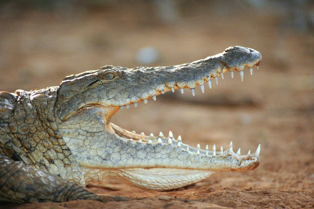 (Crocodile),Wild Animals Wallpapers 1600×1067