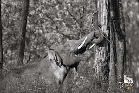 Tusker in musth at Kabini Tiger Reserve