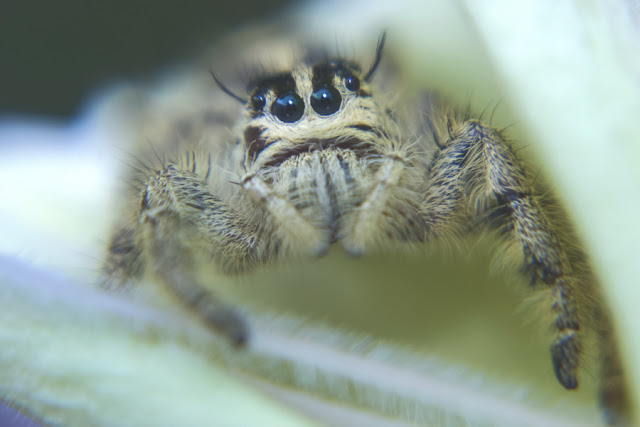 Top 10 Ten Images Macro Photography Part 6 | Jumping Spider