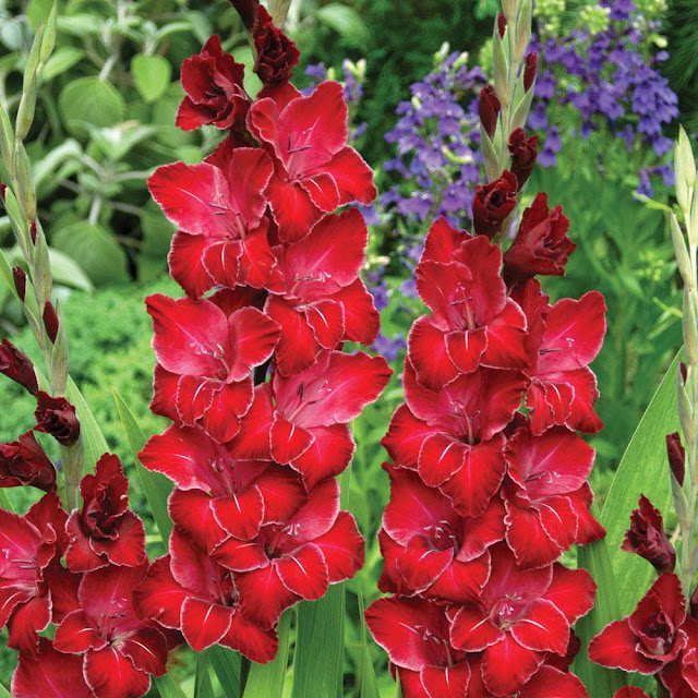 red gladioli blooms with white edges