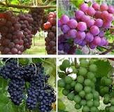 benefits health of grapes
