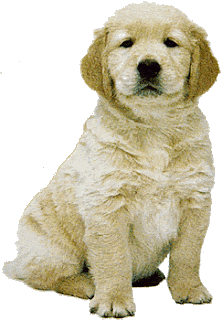 White Labrador