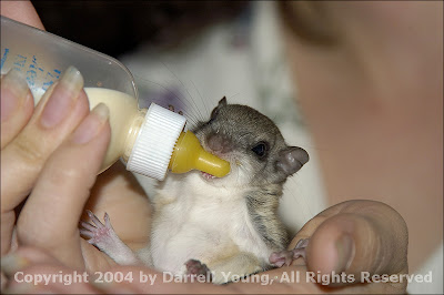 Baby Flying Squirrel