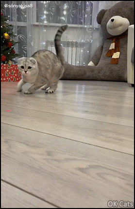 Funny Cat GIF • Cat mezmerized by his human Mom because she caught and ate his red dot! [ok-cats.com]