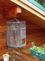 Hummingbird Trap