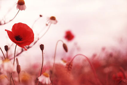 In light of 111111 and Remembrance Day tell us about your favourite 