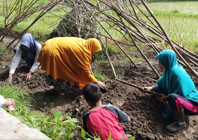 Manfaatkan Lahan Kosong, Kelompok Kebun Gizi Maris Gama Aktif Menyemai Benih Sayuran