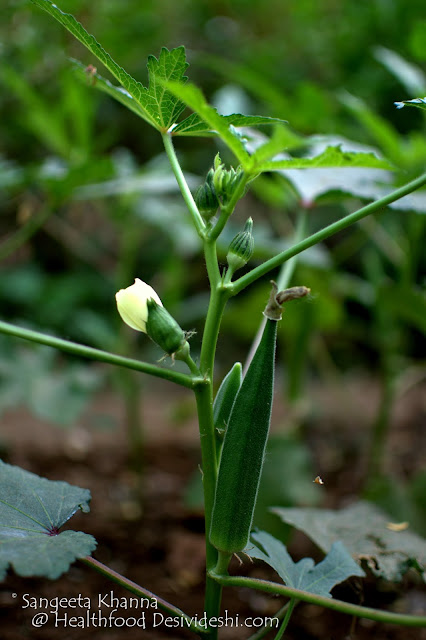 okra plant