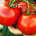 Tomato benefits for pregnant women