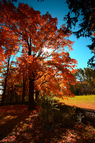 fall color...