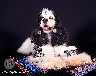 Indie the Cocker Spaniel puts curlers in her hair and chooses which collar to wear