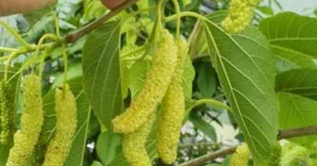 Pakistani Mulberry - Pakistan Mulberry Tree