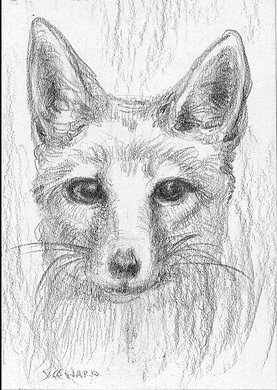 kit fox aceo sketch