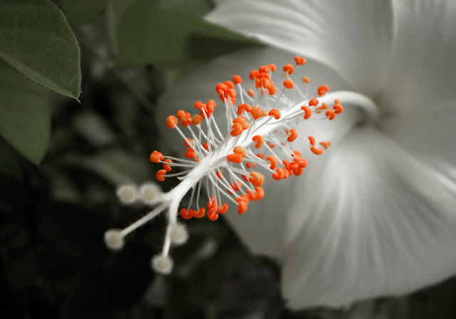 técnica de fotografia