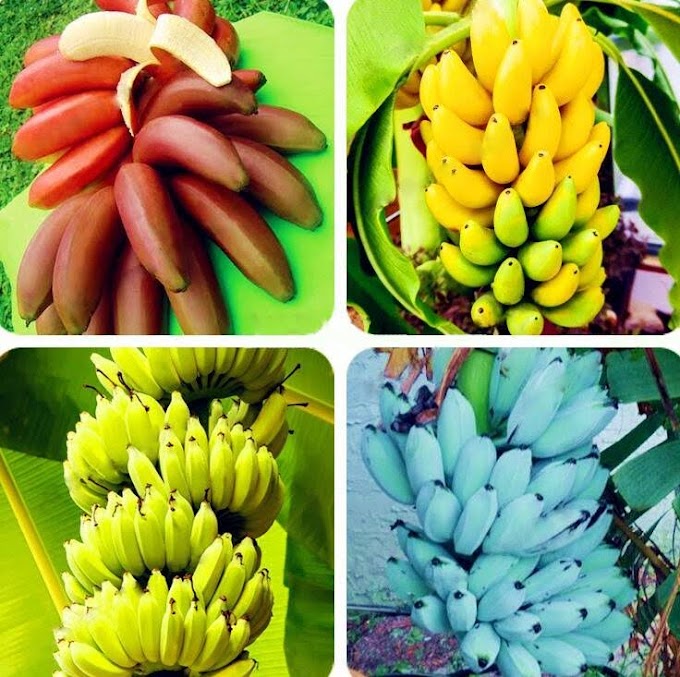 How to start Banana farming in Nigeria