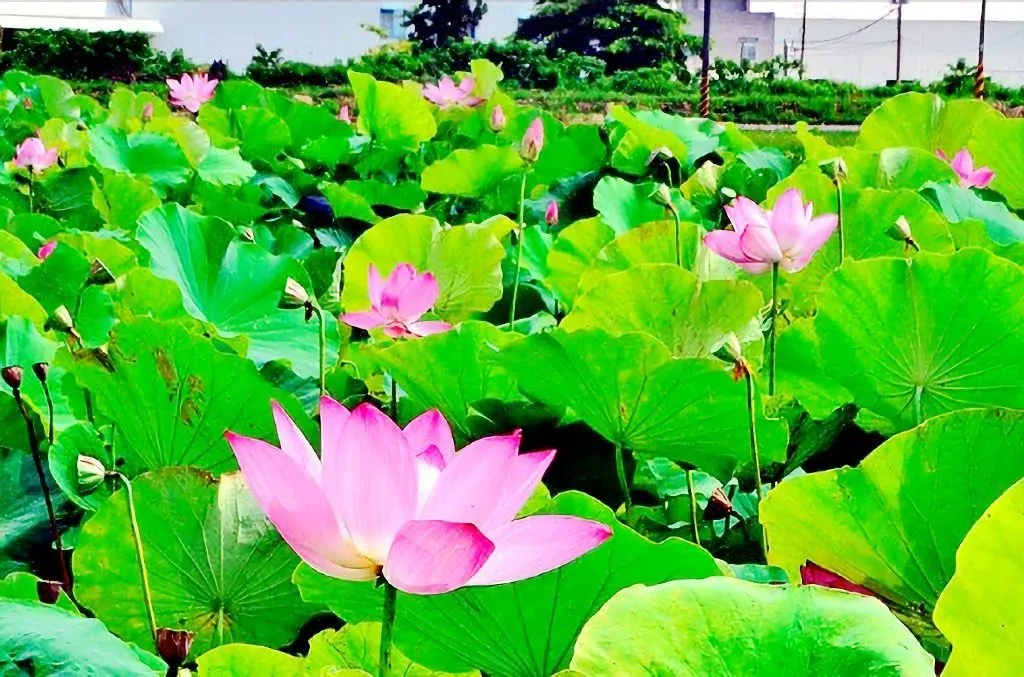 媲美白河的蓮花秘境｜新化山腳里蓮田陸續綻放