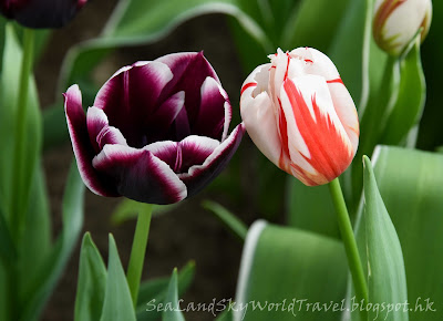 庫肯霍夫公園, Keukenhof, 荷蘭, holland, netherlands