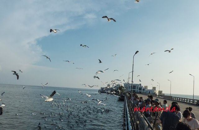 Bangpu Nature Education Centre, Sea gulls