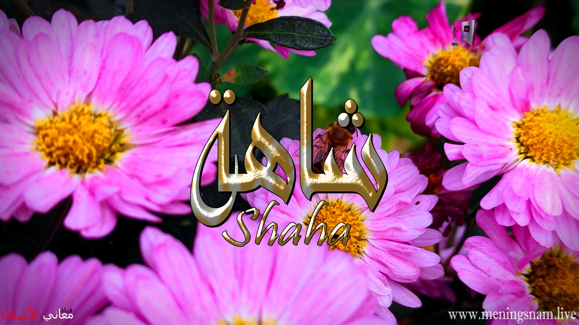 معنى اسم, شاهة, وصفات, حاملة هذا الاسم, Shaha,