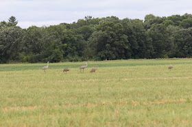 sandhill crane families foraging in a field